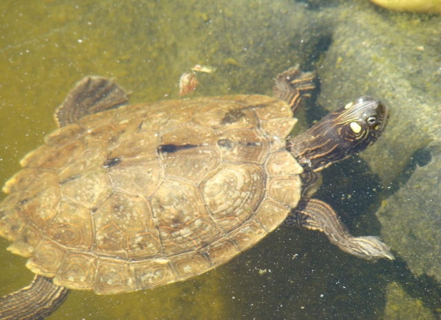 Mes Tortues Retour en bassin 2011 1302447593-dsc02616