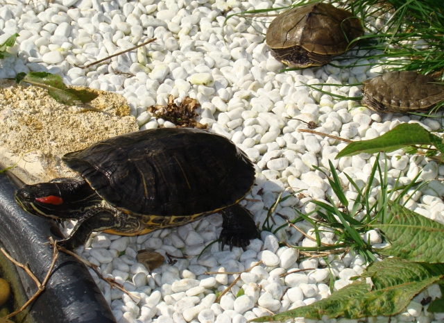 Mes Tortues Retour en bassin 2011 1302448093-dsc02592