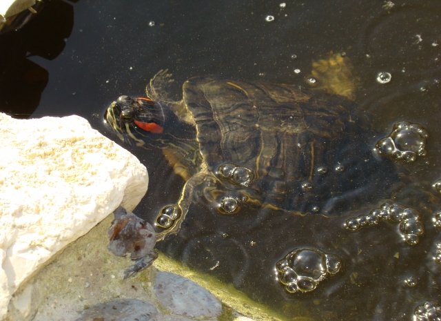 Mes Tortues Retour en bassin 2011 1302448134-dsc02595