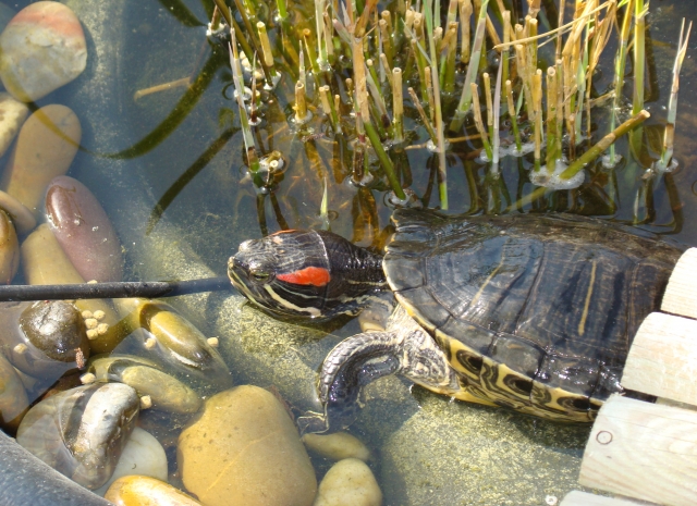 Mes Tortues Retour en bassin 2011 1302448247-dsc02597