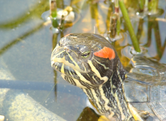 Mes Tortues Retour en bassin 2011 1302448359-dsc02601