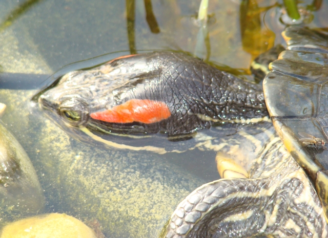 Mes Tortues Retour en bassin 2011 1302448529-dsc02602