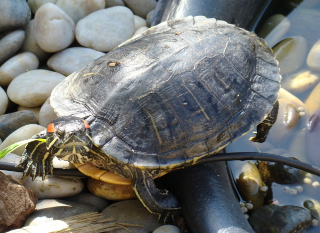 Mes Tortues Retour en bassin 2011 1302448534-dsc02620