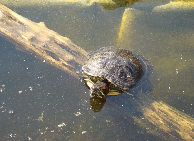 Mes Tortues Retour en bassin 2011 1302448690-dsc02593