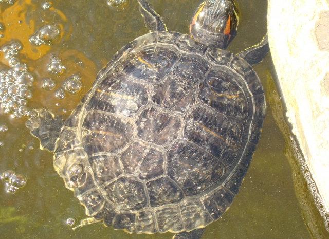 Mes Tortues Retour en bassin 2011 1302448706-dsc02598