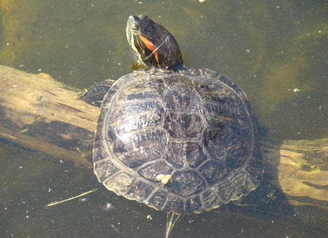 Mes Tortues Retour en bassin 2011 1302448827-dsc02604