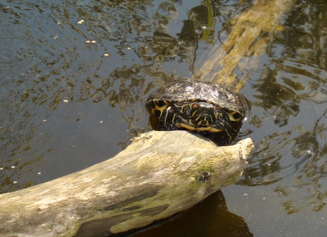 Mes Tortues Retour en bassin 2011 1302448863-dsc02609