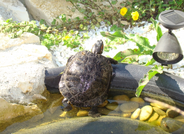 Mes Tortues Retour en bassin 2011 1302448967-dsc02610