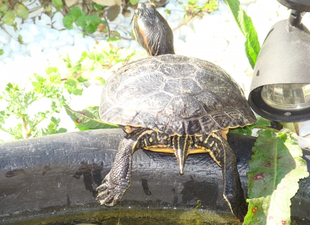 Mes Tortues Retour en bassin 2011 1302448983-dsc02618