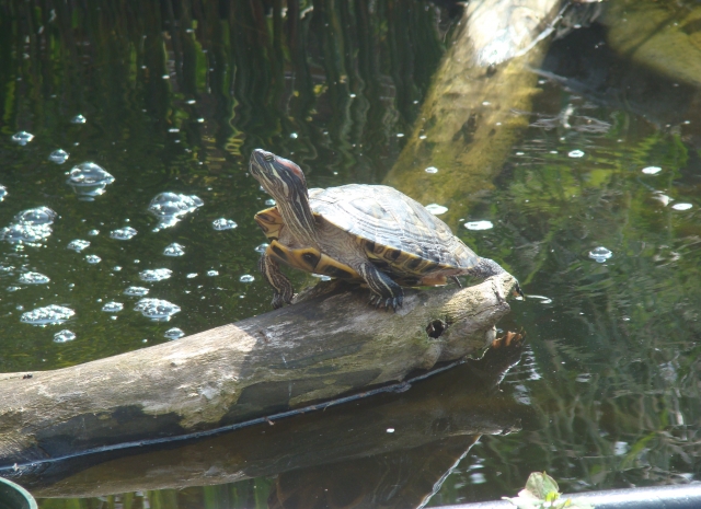 Mes Tortues Retour en bassin 2011 1304449637-dsc02628