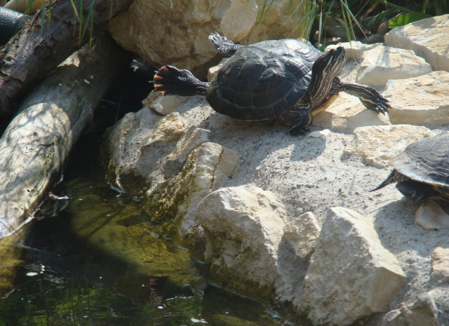 Mes Tortues Retour en bassin 2011 1304449714-dsc02633