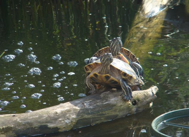 Mes Tortues Retour en bassin 2011 1304449774-dsc02638