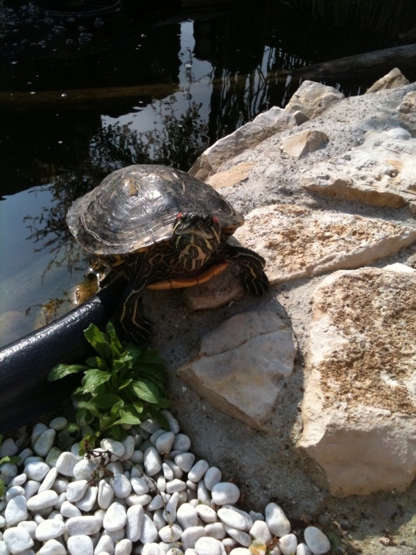 Mes Tortues Retour en bassin 2011 1304451585-zahia-3