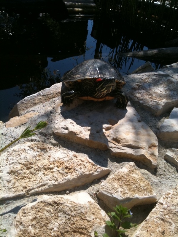 Mes Tortues Retour en bassin 2011 1304451952-zahia