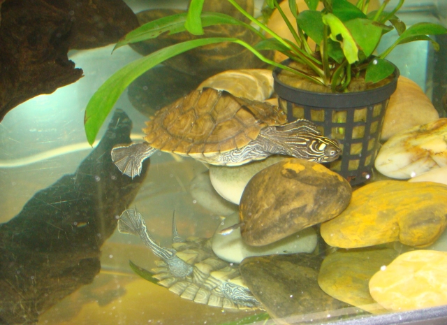 Mes Tortues en aqua ( Cyril ) 1310929964-dsc02925