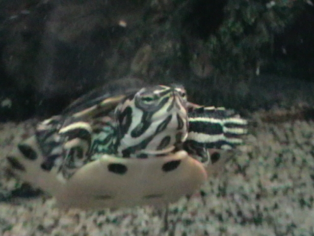 Identification de mes tortues..?? 1311715834-imga0097