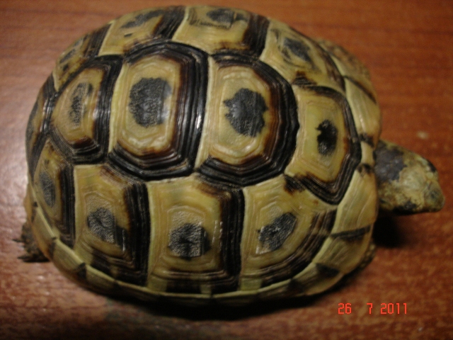 identification graeca 1311943280-tortues-la-1-grosse