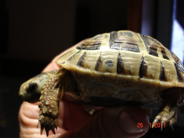 identification graeca 1311943611-tortues-la-1-grosse