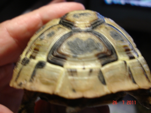 identification graeca 1311943663-tortues-la-1-grosse