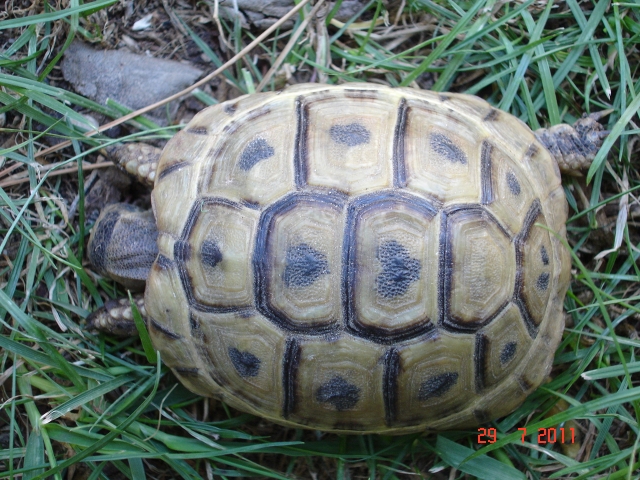 identification graeca 1311946353-tortues-001