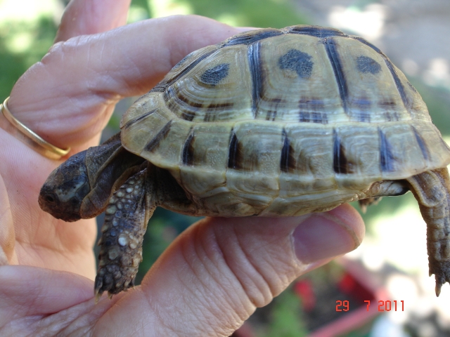 identification graeca 1311946586-tortues-005