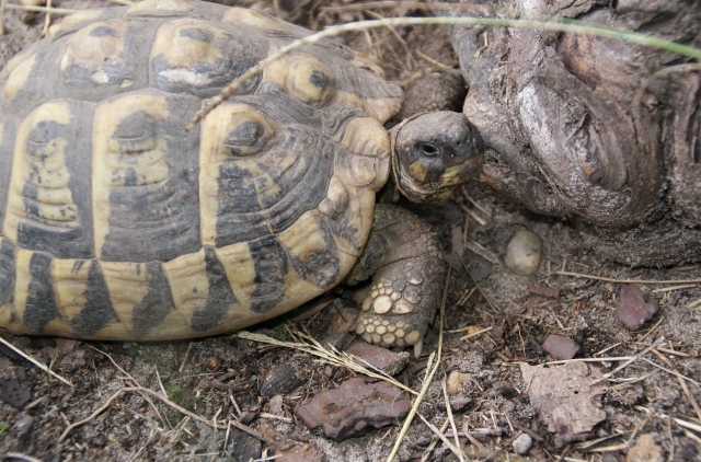 Identification de mes Hermann 1312362482-dsc00279