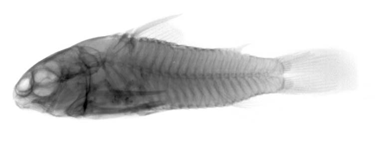 [Maintenance] Conseils pour corydoras 152351-r