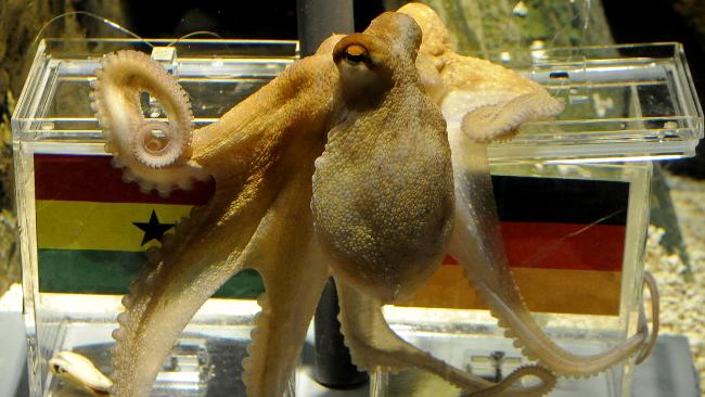 A depressing day for the world. 373752-paul-psychic-octopus