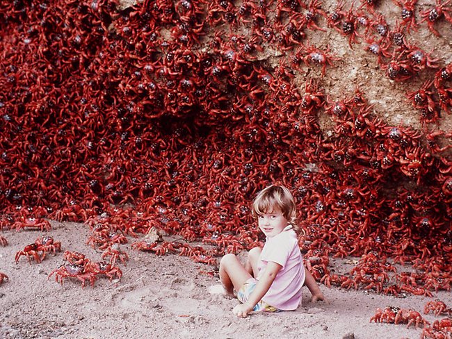 استراليا 542889-red-crab-migration