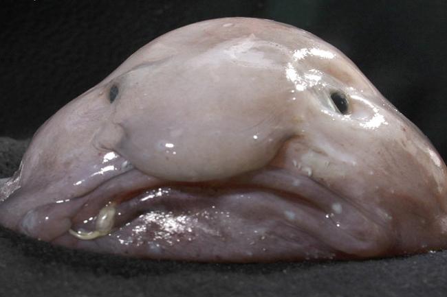 استراليا 566041-blobfish