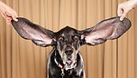 Hey, big ears... 796098-longest-dog-ears