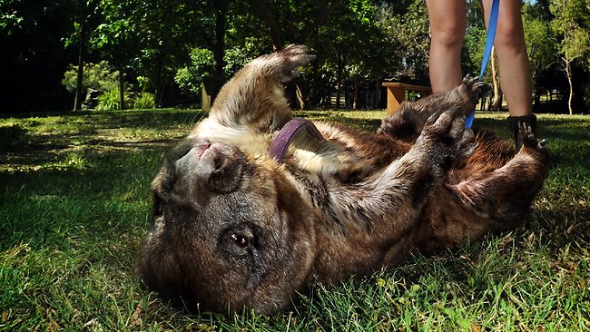 Le vivant, c'est trop cool ! (faune, flore, etc.) - Page 5 368370-rebecca-bain-from-lone-pine-koala-sanctuary-fig-tree-pocket-walking-judy-the-wombat