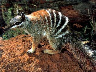 ¿Que animal "raruno" te gustaria tener de mascota? - Página 3 495715-numbat