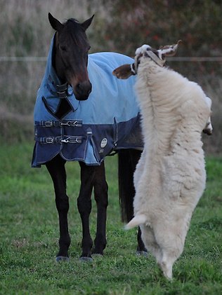 BEAUTIFUL... - Page 6 260027-black-caviar-and-billy