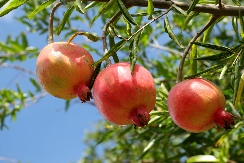 que suis je -Ajonc - 8 novembre trouvé par Martine  Grenadier-a-fruits