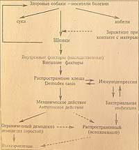 Демодекоза Poleznoe_vet_demodekoz_1