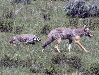 Texugo Americano (Taxidea taxus) Badger-and-coyote1