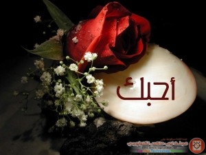 خلفيات رائعة لورود حمراء بجودة HD Almastba.com_1389665821_3241-300x225