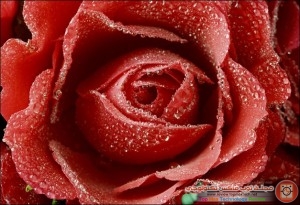 خلفيات رائعة لورود حمراء بجودة HD Dewy_red_rose_thumb-300x205