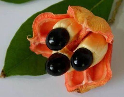 Shoko, la sirvienta del mar Fruta-exotica-ackee