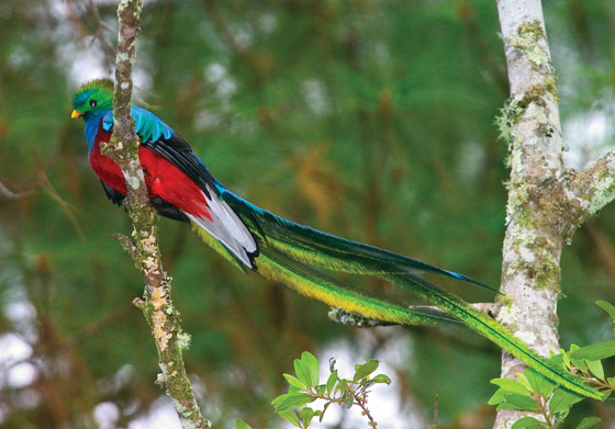 mi linda Costa Rica... Quetzal-bird-splendor_thor