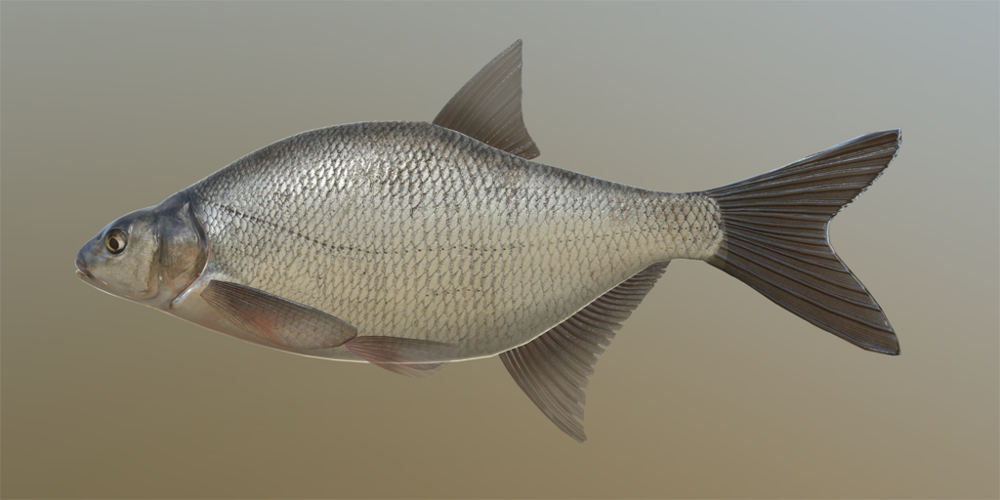 GUIDE - BRACHSE Bream_m.thumb.png.98fa974275ceee0da7a45d1e48929250