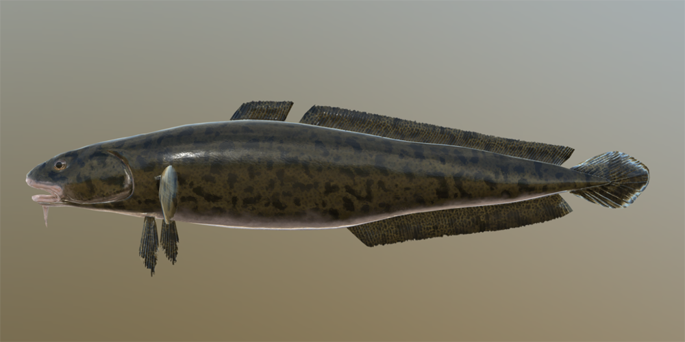 GUIDE - QUAPPE Burbot_m.thumb.png.60997e8c8dae10d649484f3f968818d8