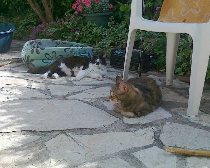 NOTRE FAMILLE CHATS 080520131652