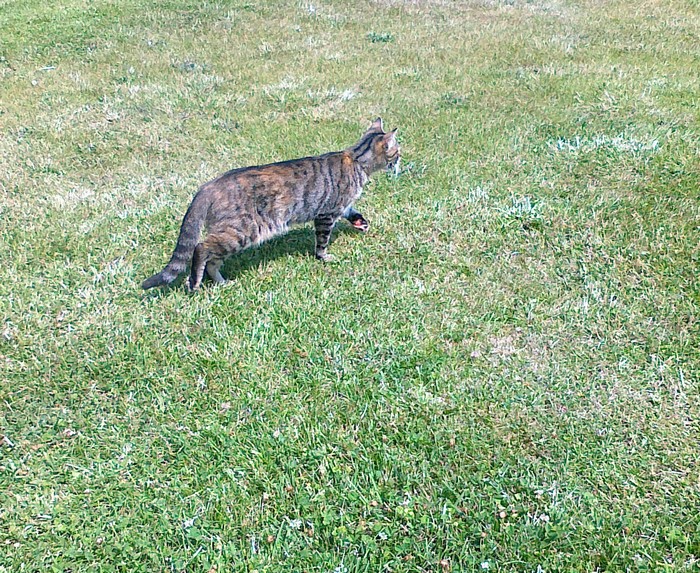 NOTRE FAMILLE CHATS 110720131745