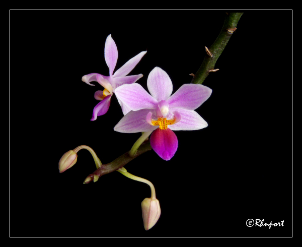 Orchidée : Phalaenopsis equestris P1030414nn