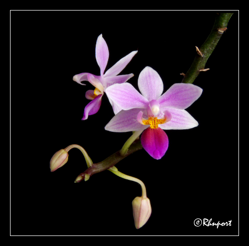 Orchidée : Phalaenopsis equestris P1030414nnn