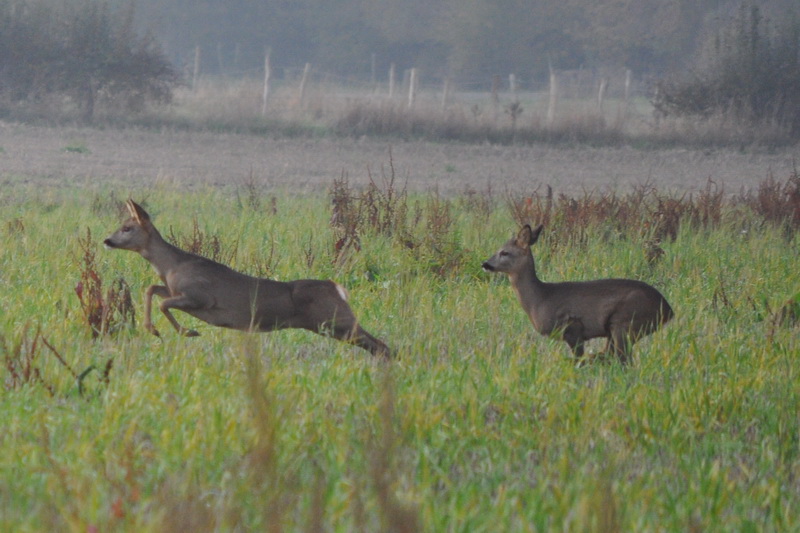 Samedi 31 Octobre Chasse à la photo !!! Chevreuil