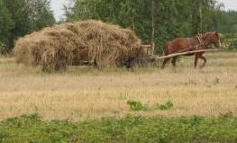 Ouvrages concernant le Cheval Foin1