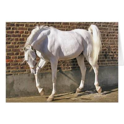 My New Horses Beautiful_white_arabian_horse_card-p137603831903237813b2wgi_400